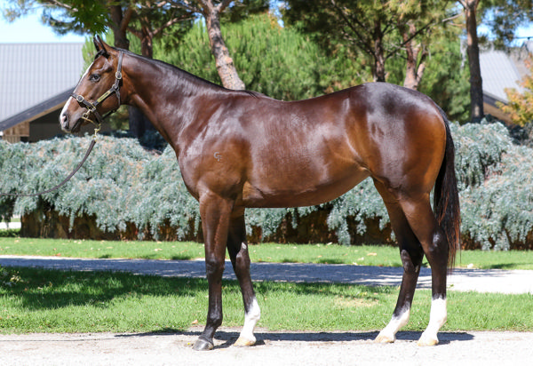 $430,000 Ole Kirk filly from She Shao Fly.