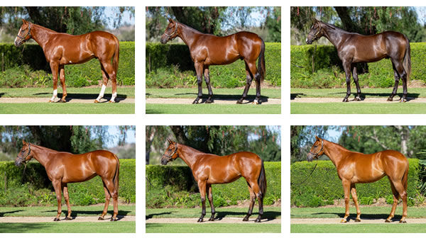 Six by Ole Kirk with Vinery at Premier. Click to see them with the Vinery comments.