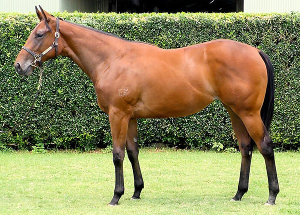 Oman was a $270,000 Magic Millions yearling purchase.