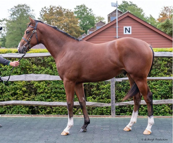 Ombudsman was purchased for 340,000 guineas from Tattersalls October Book 2.
