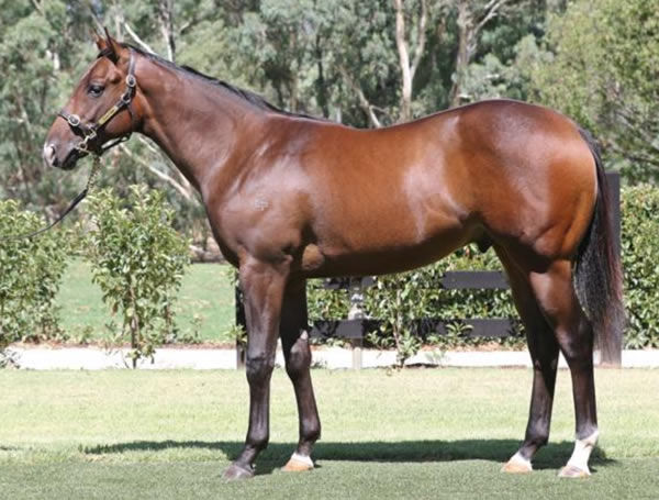 Ole Kirk was a $675,000 Inglis Premier Yearling