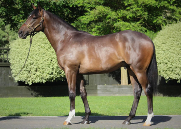 Opening Address was a $160,000 Karaka Book 1 purchase.