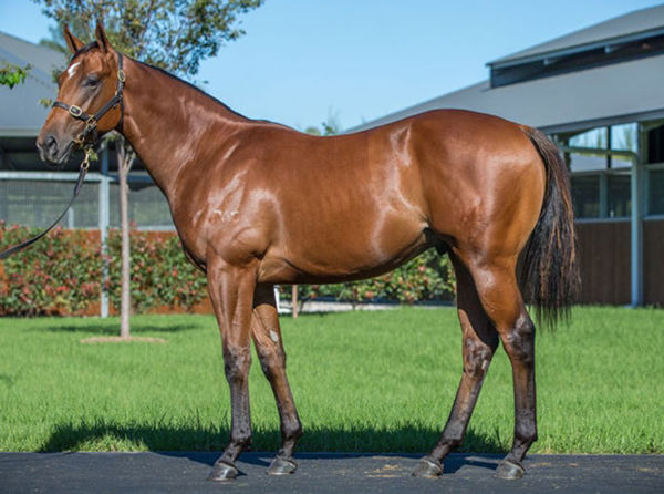 Operative a $900,000 Inglis Easter yearling