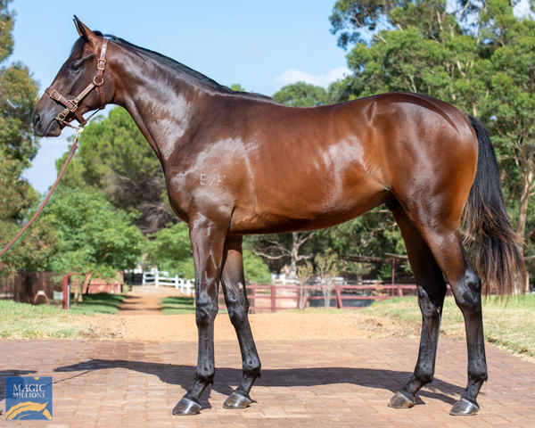 Opportunistic was a $200,000 Magic Millions Perth purchase.