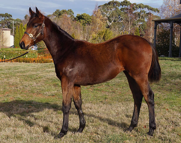 Oregon was a $225,000 Inglis Great Southern Weanling purchase