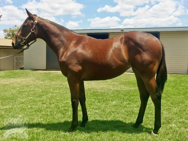 Outback Barbie a $210,000 Magic Millions yearling