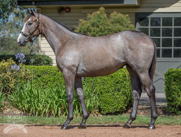 Outflank was a $300,000 Magic Millions yearling