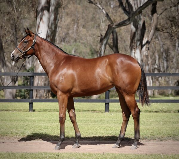 Over the Bridge was a $250,000 Magic Millions yearling purchase.