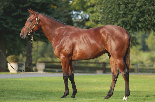 Paddington was the highest priced yearling by Siyouni sold at Arqana October Yearling Sale.