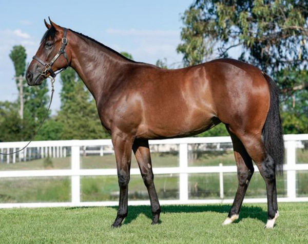 Palaisipan was offered at Inglis Classic and passed in.