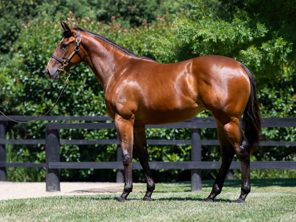 Palamanov was a $350,000 Magic Millions purchase.