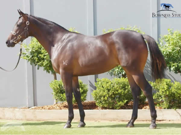 Paradee as a yearling.