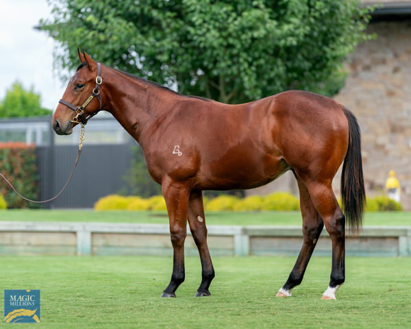 Paradoxium was a $400,000 Magic Millions purchase from Silverdale Farm.
