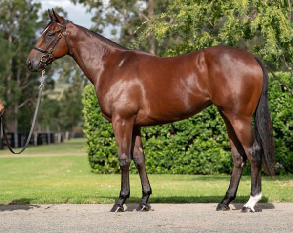Paryaled was a $300,000 Inglis Easter yearling purchase.