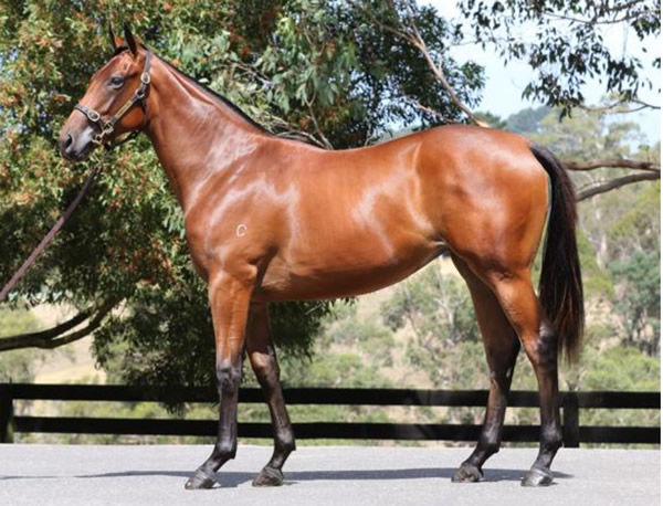 Parure as a yearling.