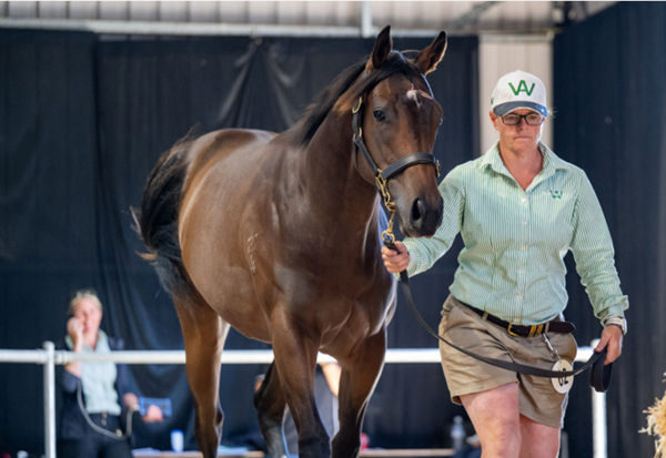 $115,000 Paulele filly from Ventura - image Sharon Chapman