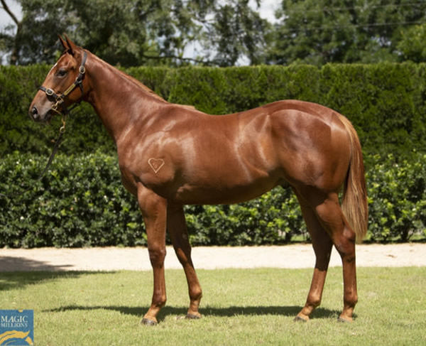 Payline was a $120,000 MM purchase, bred and sold by Torrybrun Stud.