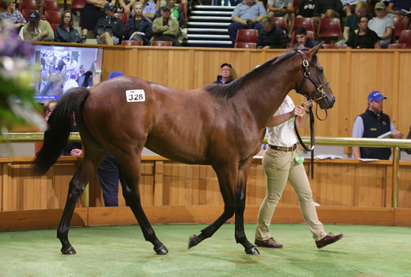 Lot 328, the Ocean Park half-brother to I Wish I Win, was purchased by trainer Peter Moody out of Waikato Stud’s draft for $375,000. Photo: Trish Dunell