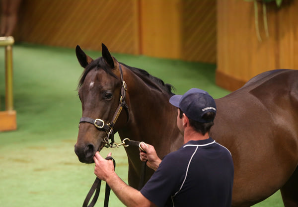 Lot 397, the Per Incanto colt out of She’s Apples. Photo: Trish Dunell