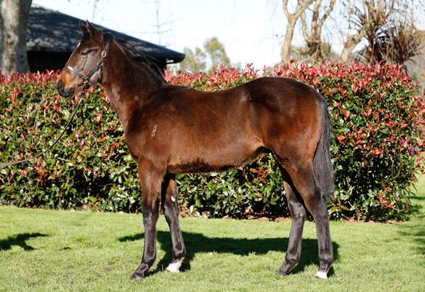 He topped the 2023 NZB Weanling Sale.