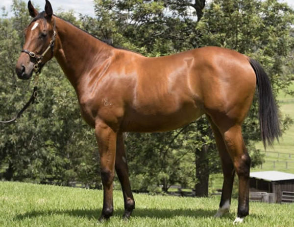 Perfect Rhyme was a modest $40,000 Inglis Classic yearling