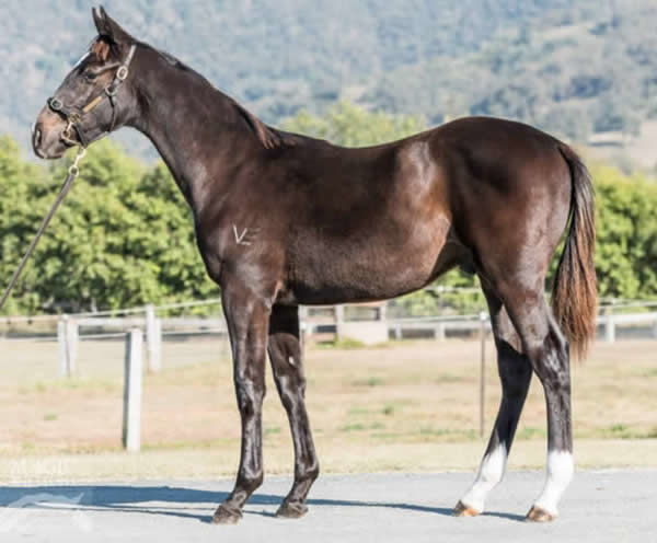 Persan was a tall leggy weanling and now a Melbourne Cup contender! 