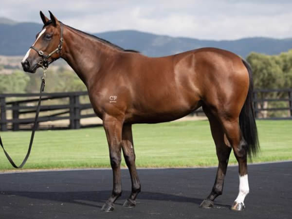 Personal was a $640,000 Inglis Easter purchase