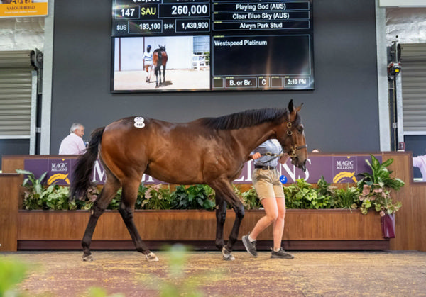 $260,000 Playing God colt from Clear Blue Sky was purchased by HKJC - image MM
