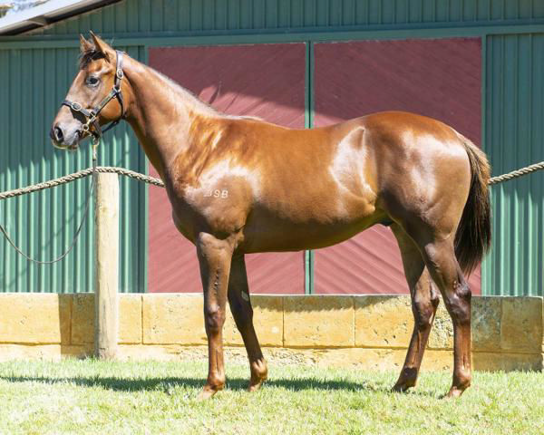 Phanta was a $5,000 Perth Magic Millions purchase that has won nearly $600,000!