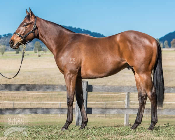 Phobetor a $55,000 National Sale yearling