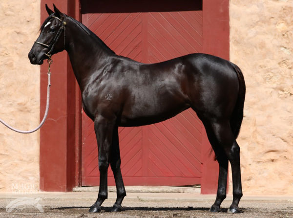 Phyla Vell is the highest priced yearling by her sire