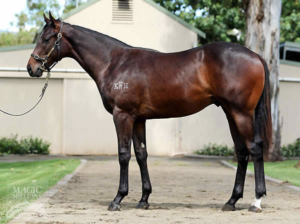 Pierata as a yearling.