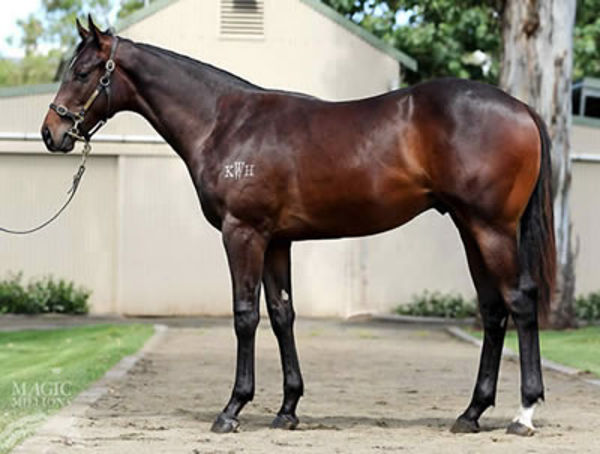 Pierata was a $160,000 MM purchase from the Kitchwin Hills draft
