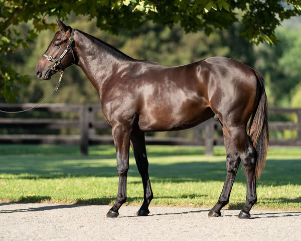 $675,000 Pierro colt from Breakfast in Bed. 