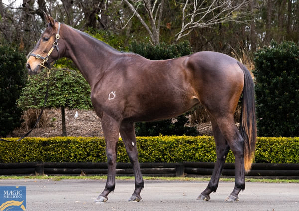 $525,000 Pierro two year-old filly from Dear Demi, bred to win a Slipper or an Oaks!