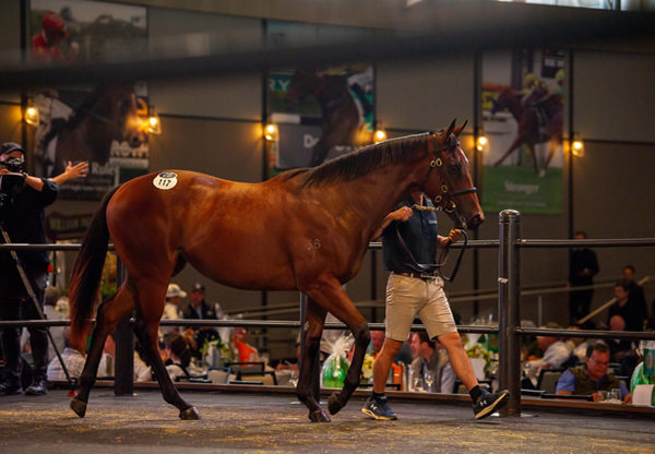 Something special - the Pierro half-sister to Learning to Fly sells for $1.75million - image Inglis 