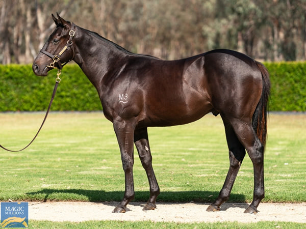 Lot 892 is the Pierro half-brother to Certainlycan.