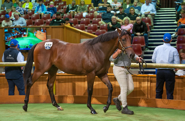 $500,000 Pierro half-sister to Melody Belle.