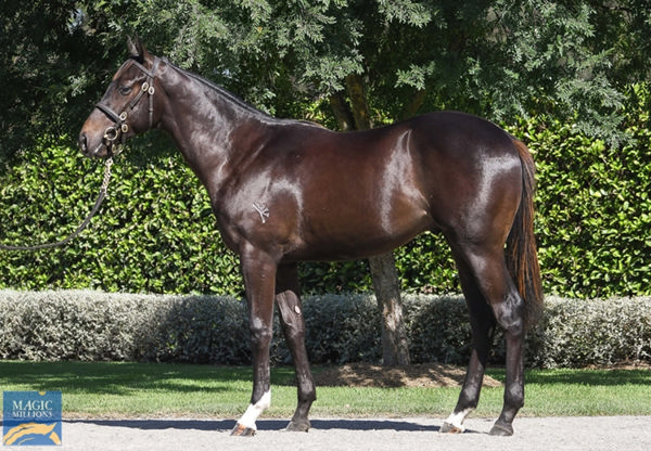 The half-brother by Pierro to Storm Boy sold for $365,000 this week at Magic Millions.