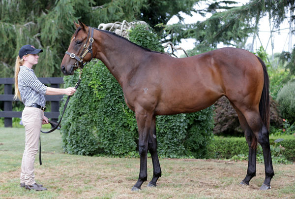 Lot 489 - Pierro filly from Pica Pica, click to see her page.