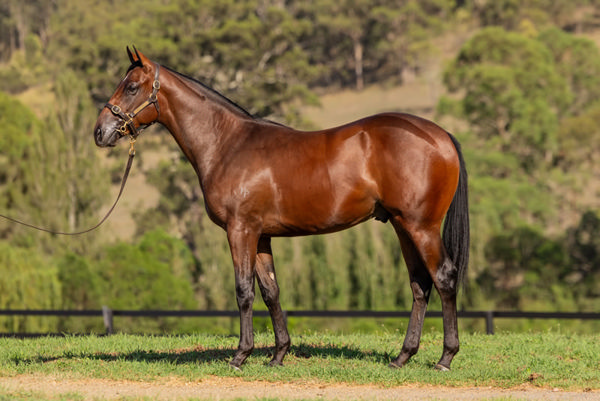 $325,000 Pierro colt from Real Desire. 