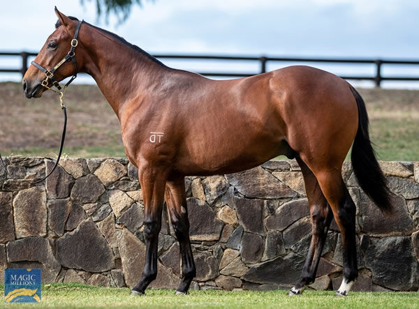 Lot 9 - Pierro x Zuzao colt for Twin Hills Stud