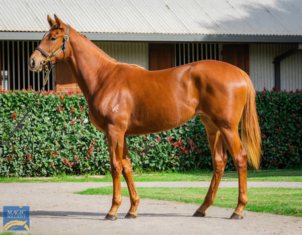 Piggyback as a yearling.