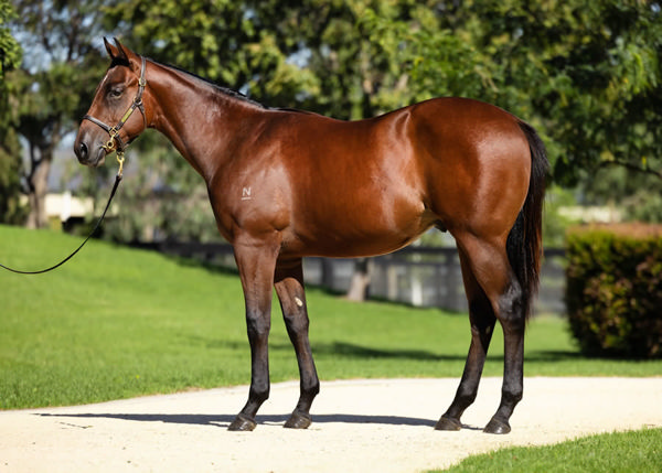 $1.2million Extreme Choice colt from Coco as in Chanel (USA).