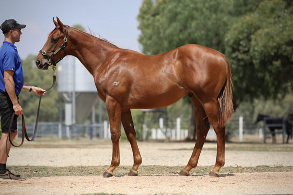Pinatubo (IRE) colt from Curtana - Lot 578