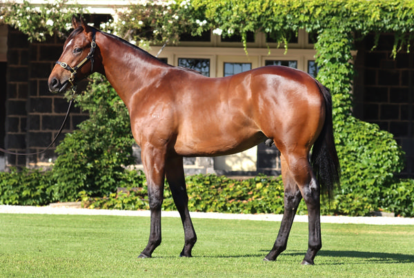 $700,000 Pinatubo (IRE) colt from Fiesta.