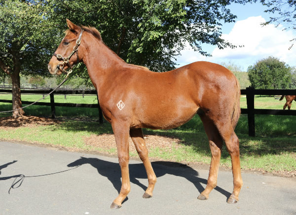 $210,000 Pinatubo (IRE) colt from Luminous Eyes (IRE)