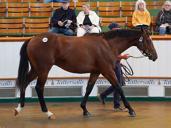 725,000 Guinea Dubawi Filly Tops Tattersalls October Book 2 Day 1 ...