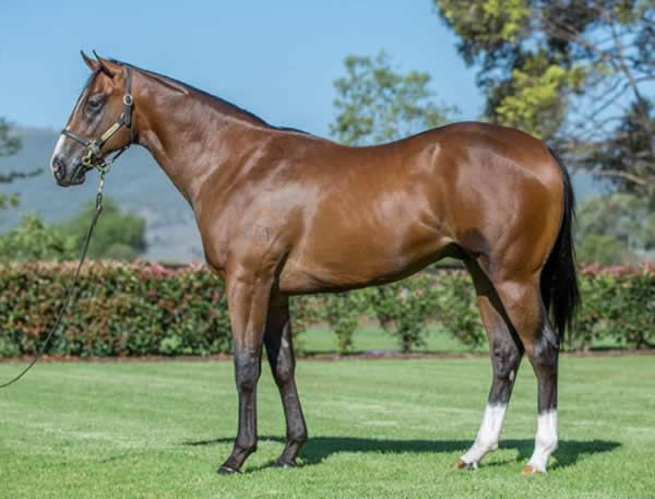 $1.1million Inglis Easter purchase Pioneer river