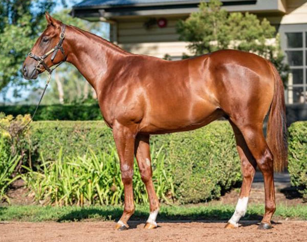 A $150,000 Inglis Premier purchase, Pizarro combines the best of Vinery Stud sires All  Too Hard and Testa Rossa .